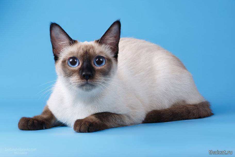 Тайская кошка. описание, особенности, уход и цена тайской кошки | животный мир
