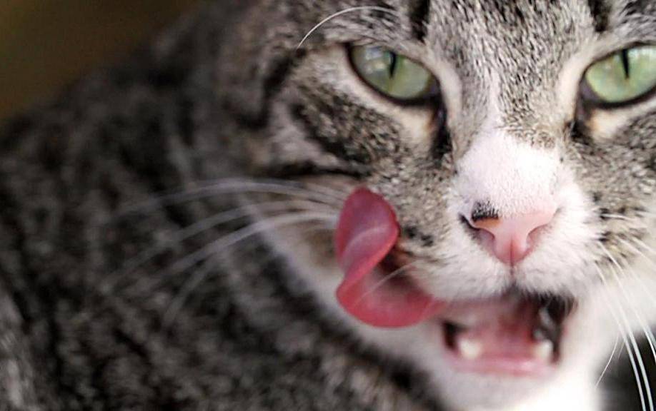 Отвечаем на вопрос: почему у кошки шершавый язык