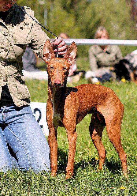 Чирнеко дель Этна (сицилийская борзая собака): описание породы