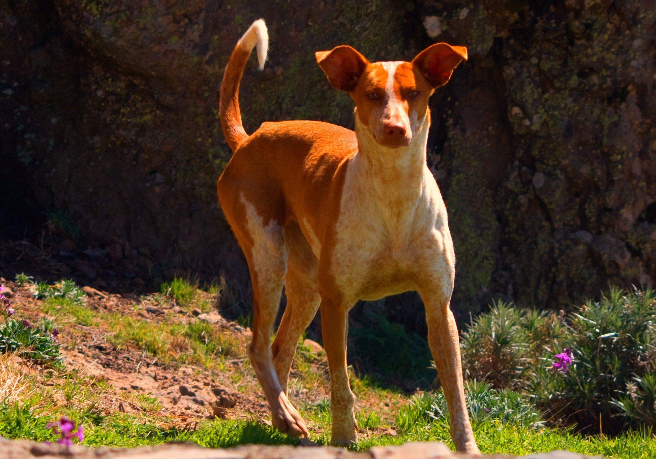 Описание породы собак канарский дог с отзывами владельцев и фото