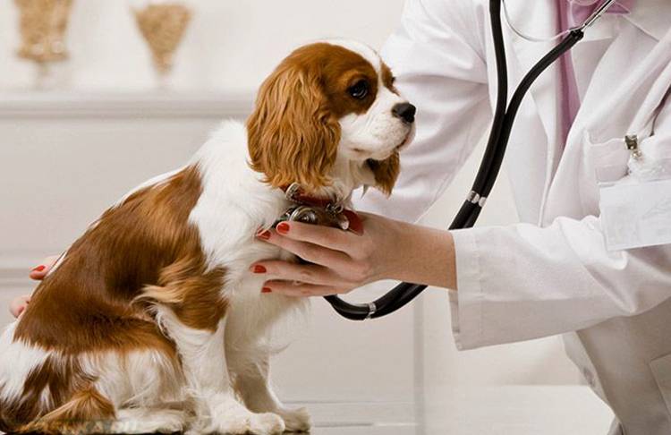 Демодекоз у собак - фото, причины, симптомы, схема лечения | ветклиника зоостатус