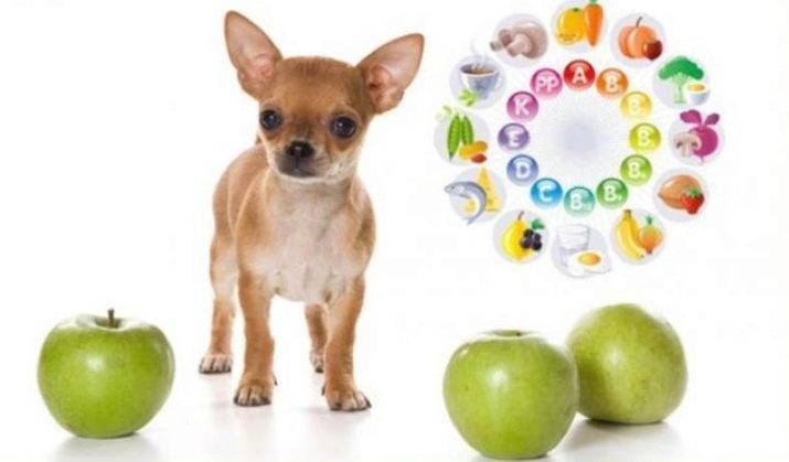 Чем кормить щенка чихуахуа - питание, корма, запрещенные продукты ⋆ собакапедия