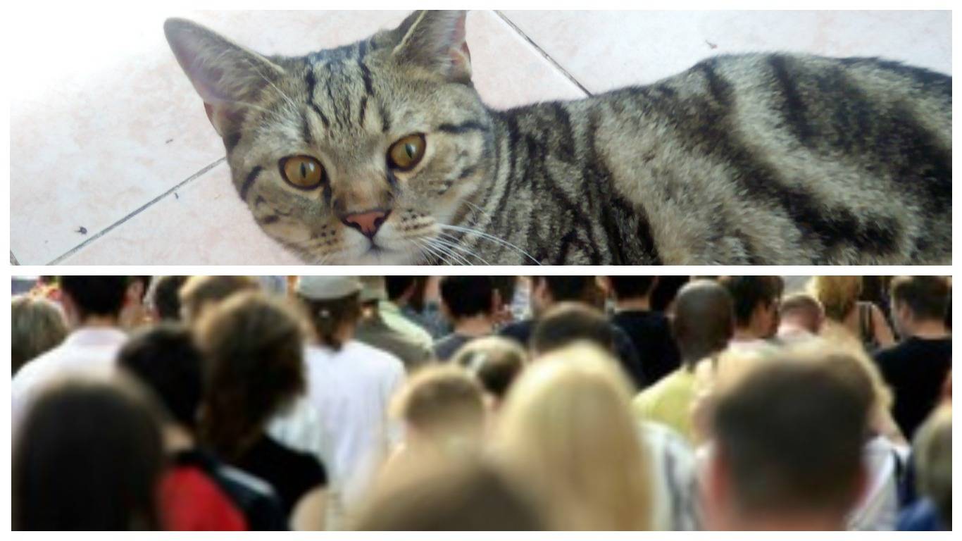 Кошки воспринимают людей как больших кошек. Мир глазами кошки. Мир глазами кошки фото. Цветное зрение у кошек. Ночное зрение у кошек.