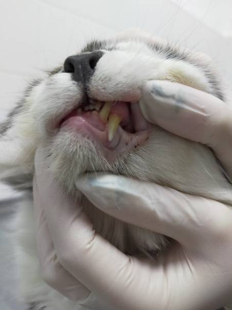 Эпилепсия у домашних животных: признаки, диагностика и лечение