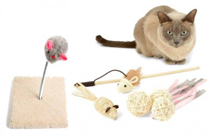 Механические мышки, электронные или автоматические, какие бывают игрушки для кошек и как их выбрать