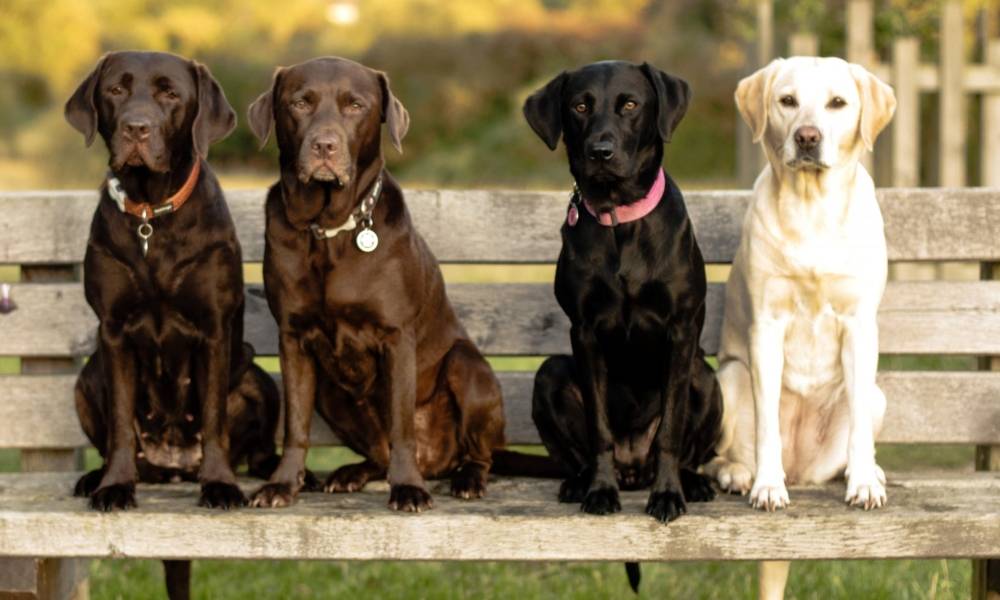 Самые умные породы собак в мире – списки и описания