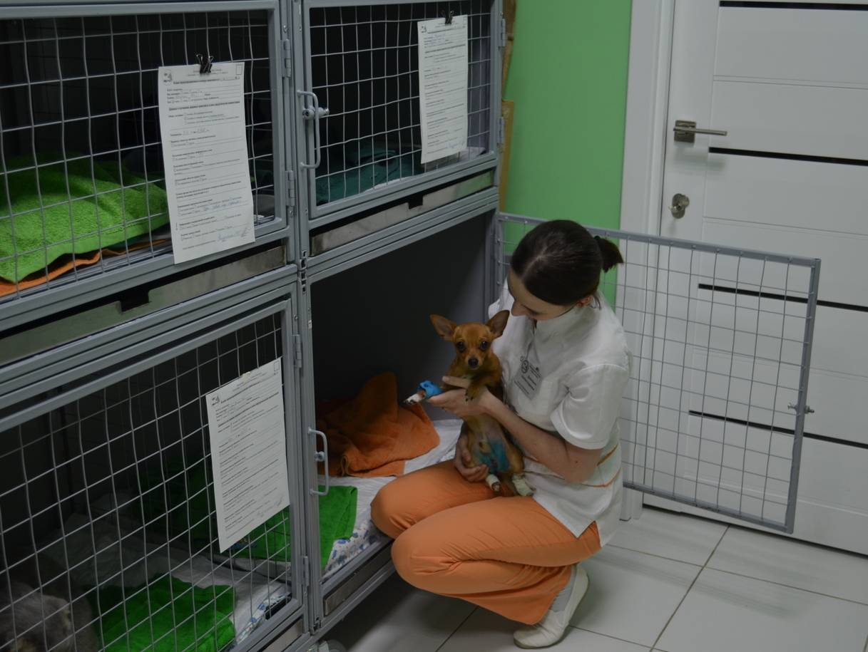 Ветеринарные клиники для кошек в новосибирске