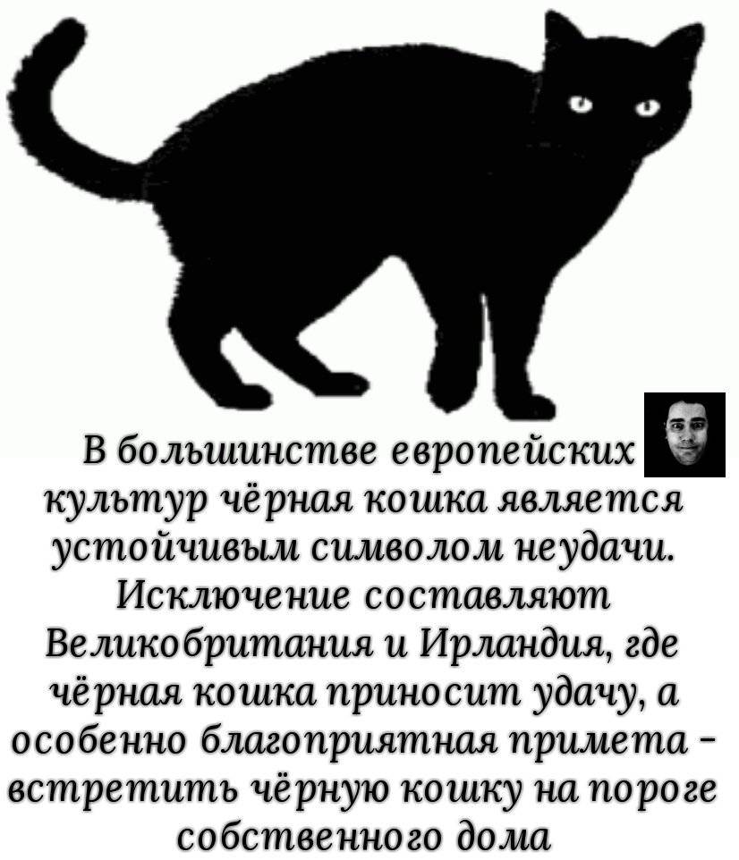 Что сулит черная кошка в доме и опасно ли ее заводить
