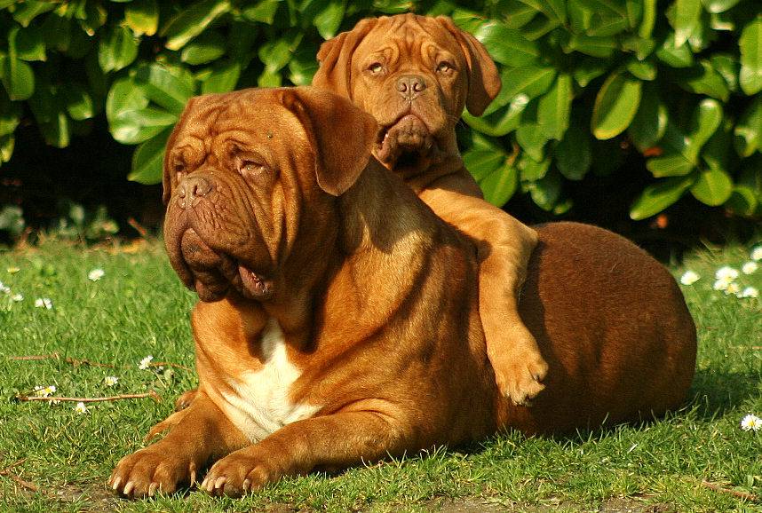 Порода собак французский мастиф и ее характеристики с фото