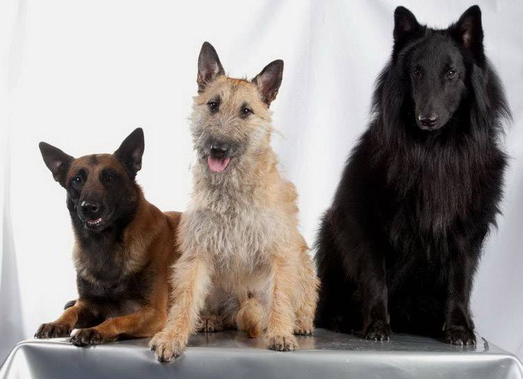 Бельгийская овчарка — несколько собак в одной: тервюрен, лакенуа, грюнендаль и малинуа ⋆ собакапедия