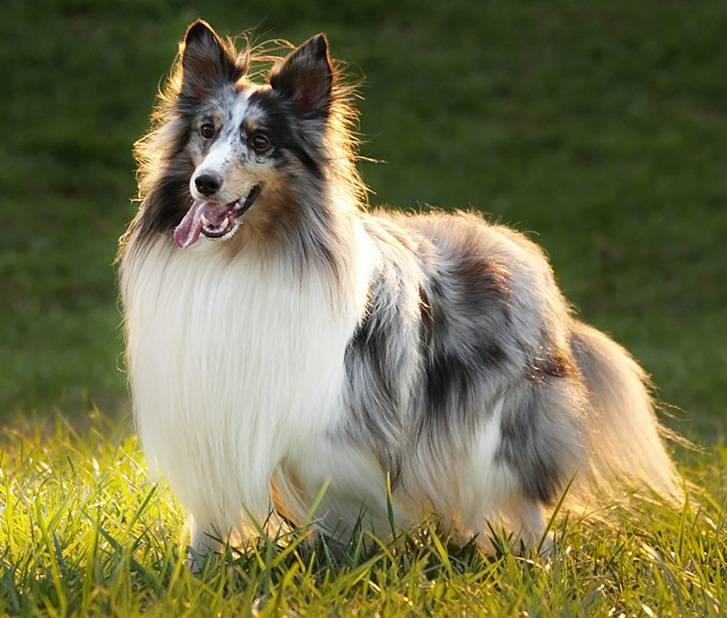Шелти, или мини-колли – шотландская порода: характеристика собаки, внешний вид, характер и поведение, содержание и уход