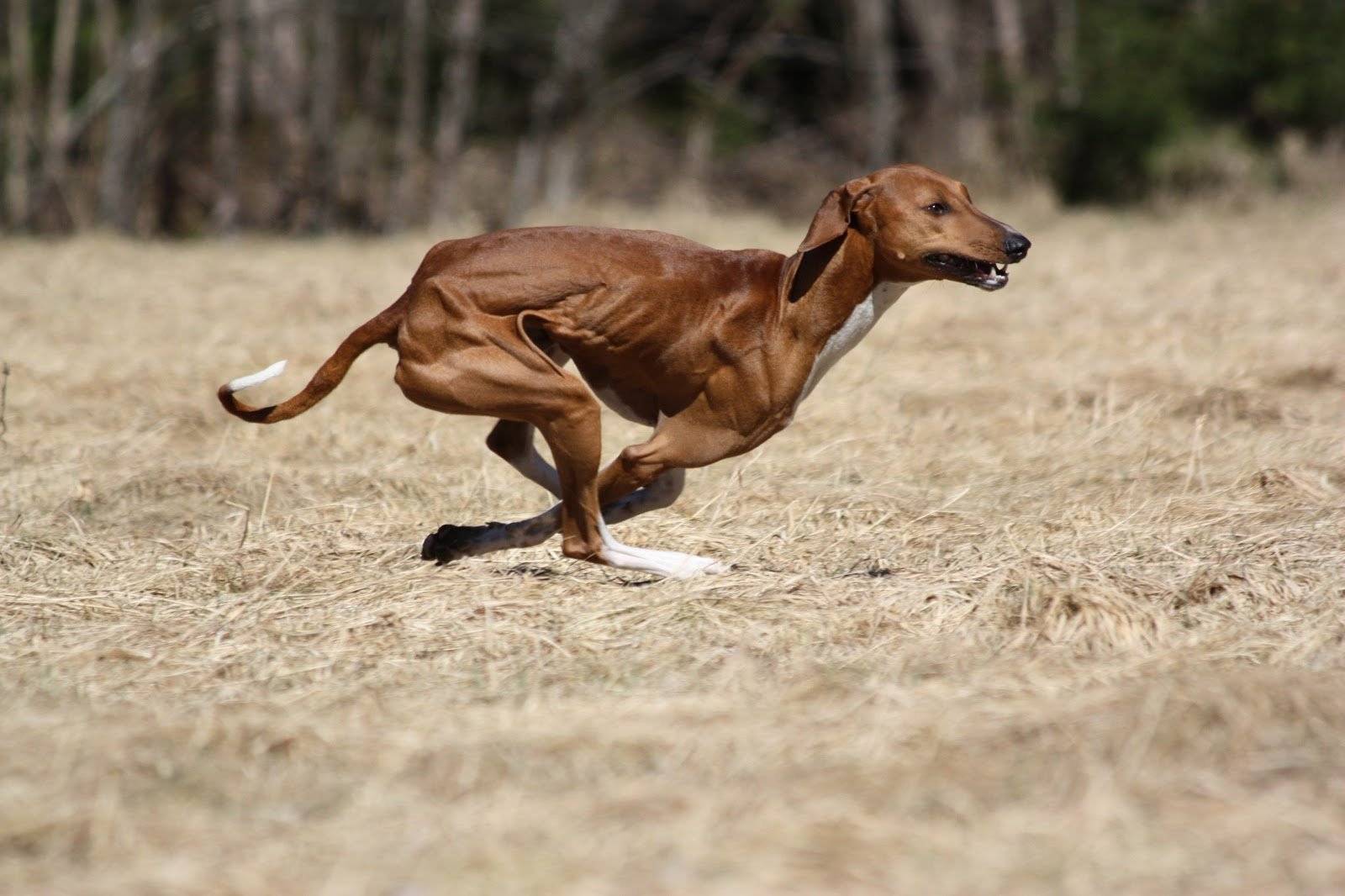 Топ 10 самых редких пород собак в мире - названия, фото и описание