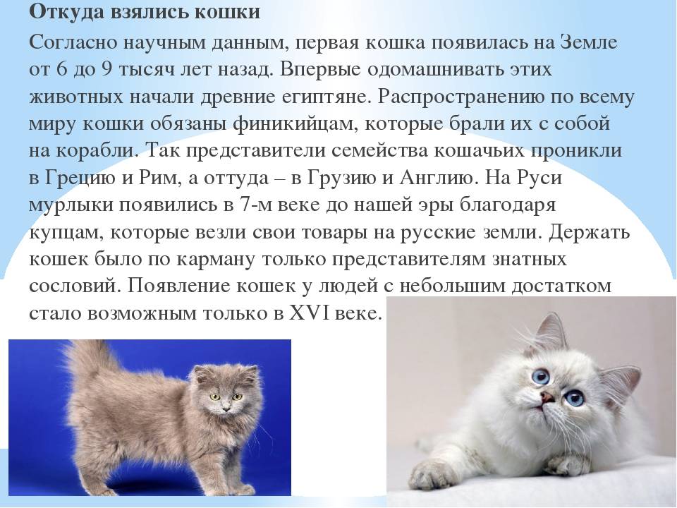 Как подзывают кошек в разных странах мира