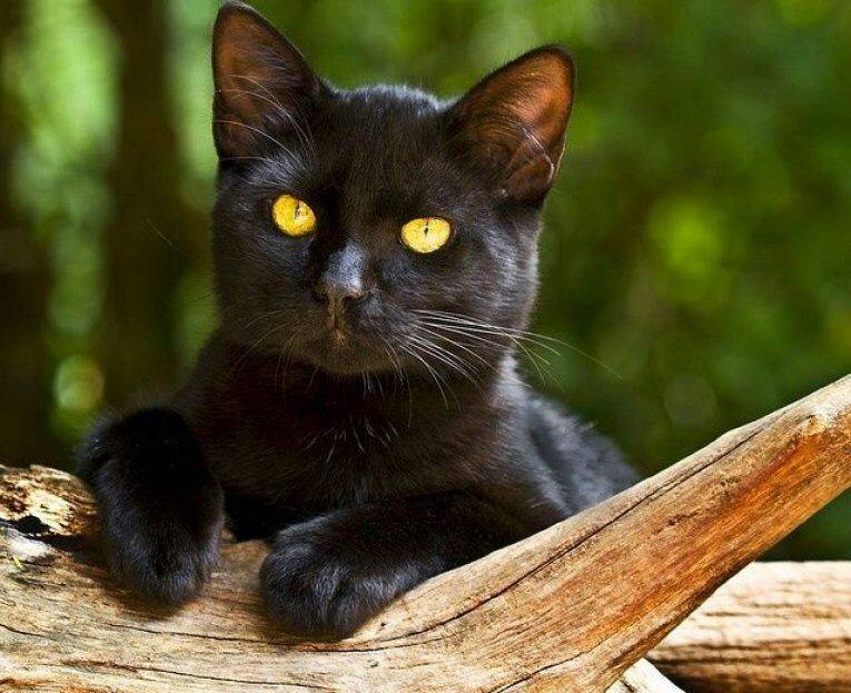 Бомбейская кошка (бомбей): фото, описание, отзывы, цена