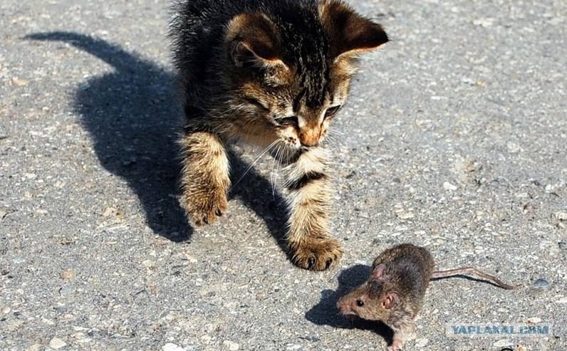 Какие кошки лучше ловят крыс и мышей?