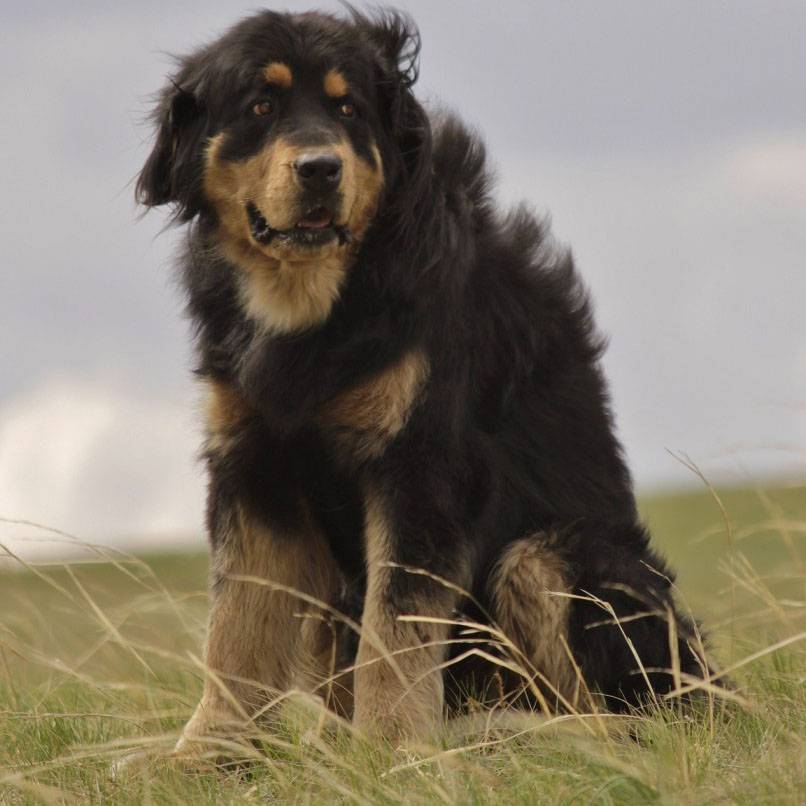 Бурят-монгольские волкодавы (36 фото): кто такие хотошо? описание породы собак, подходящие клички для щенков, отзывы владельцев