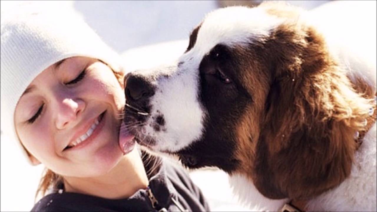 5 улыбающихся пород собак: могут ли собаки улыбаться