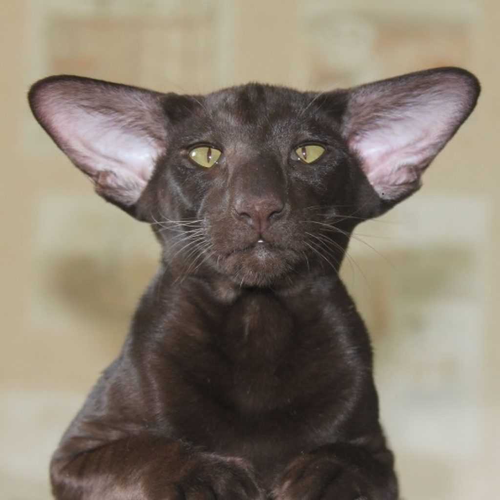 Гавана браун кошка: описание, характер, фото, цена, содержание