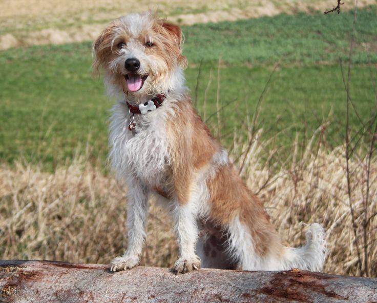 Кеесхонд собака. описание, особенности, уход и цена породы кеесхонд