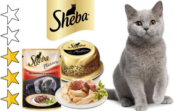 Sheba allergic. Реклама Шеба корм для кошек. Шеба корм логотип. Шеба кошка. Реклама кошачьего корма Шеба.