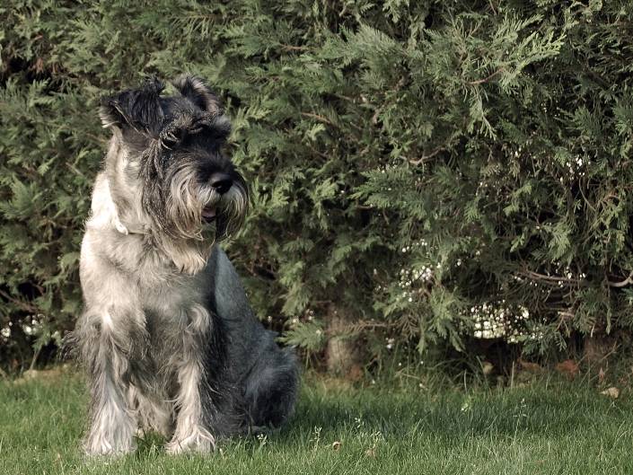 Описание породы собак миттельшнауцер с отзывами владельцев и фото