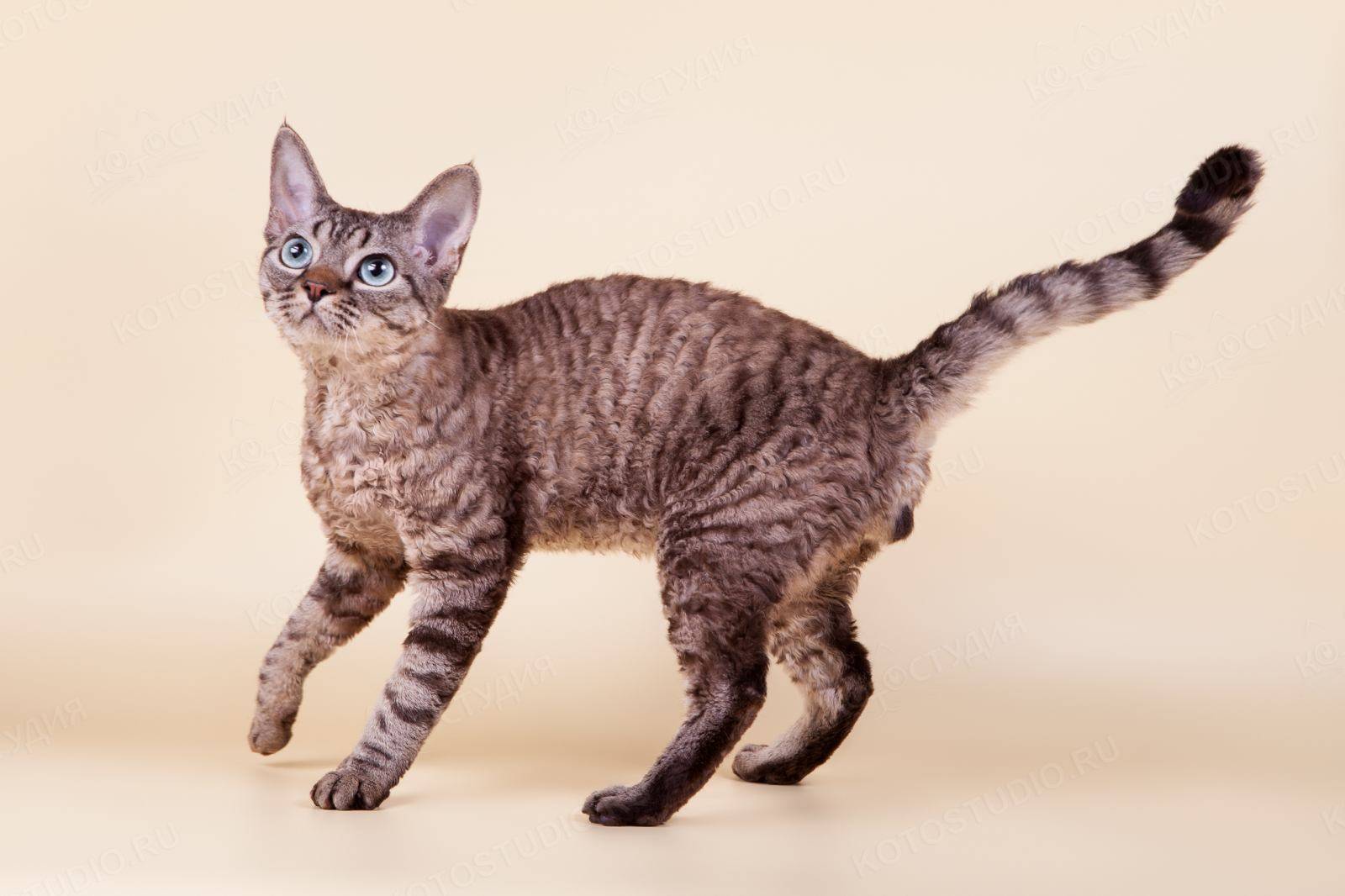 Гипоаллергенные породы кошек: виды, фото, выбор питомца и правила содержания, отзывы владельцев