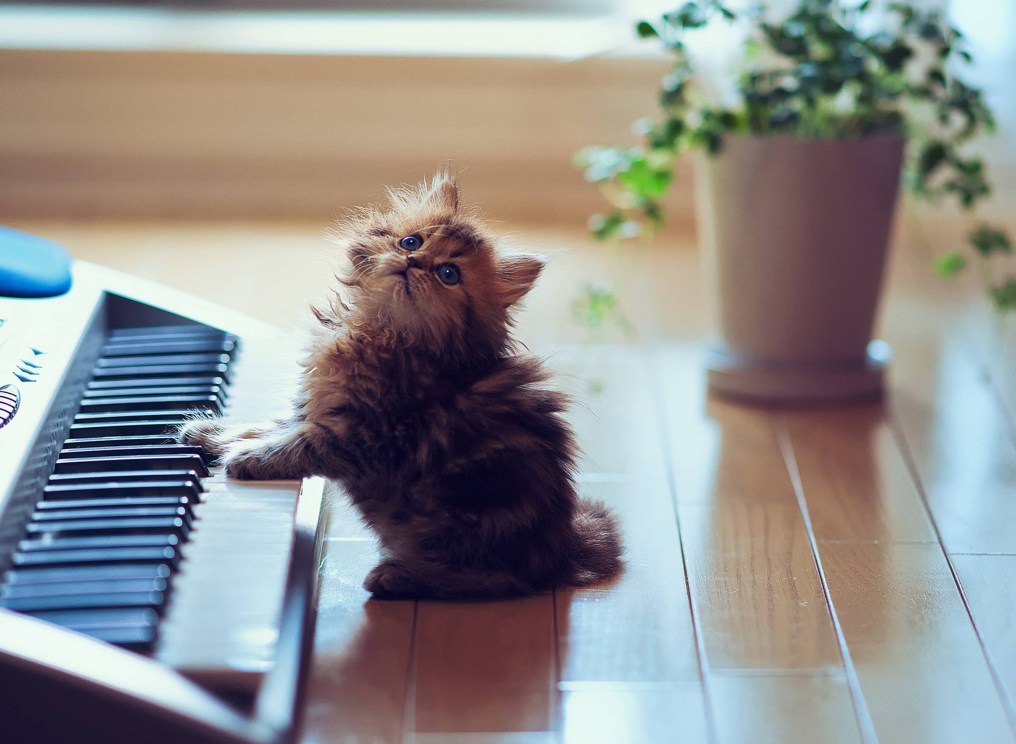 Как кошки реагируют на музыку