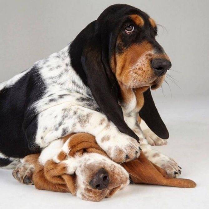 Описание породы собак басетхаунт, стандартные размеры басэта хаунда и его фото