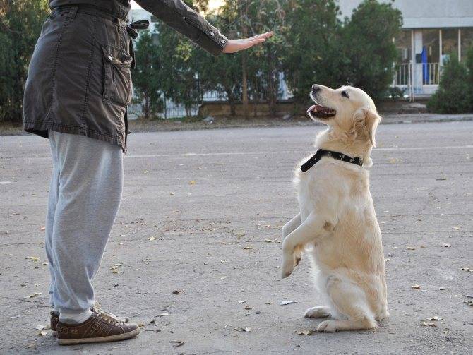 Как отучить собаку прыгать на хозяина