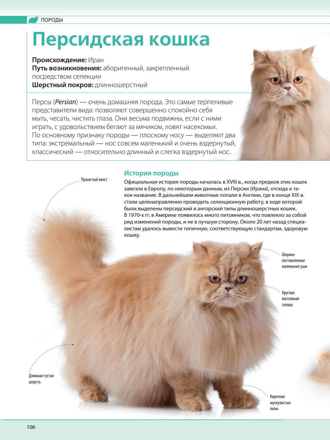 Особенности кормления персидского кота, которые необходимо знать хозяину