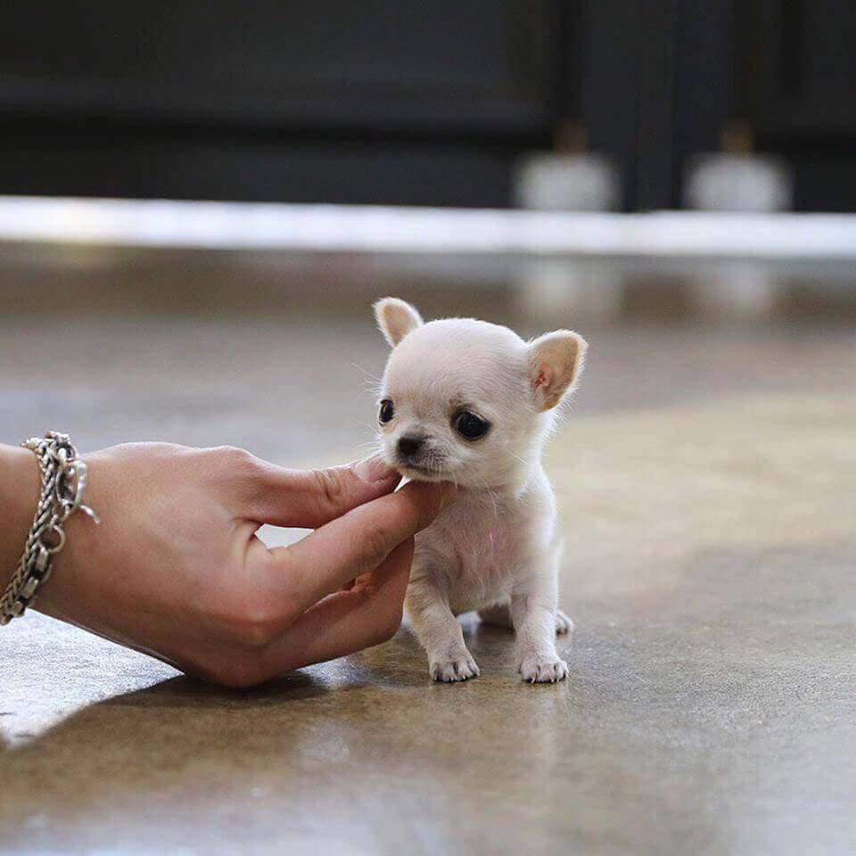 Собака туди — самая маленькая в мире: описание породы, цена и особенности маленьких собачек