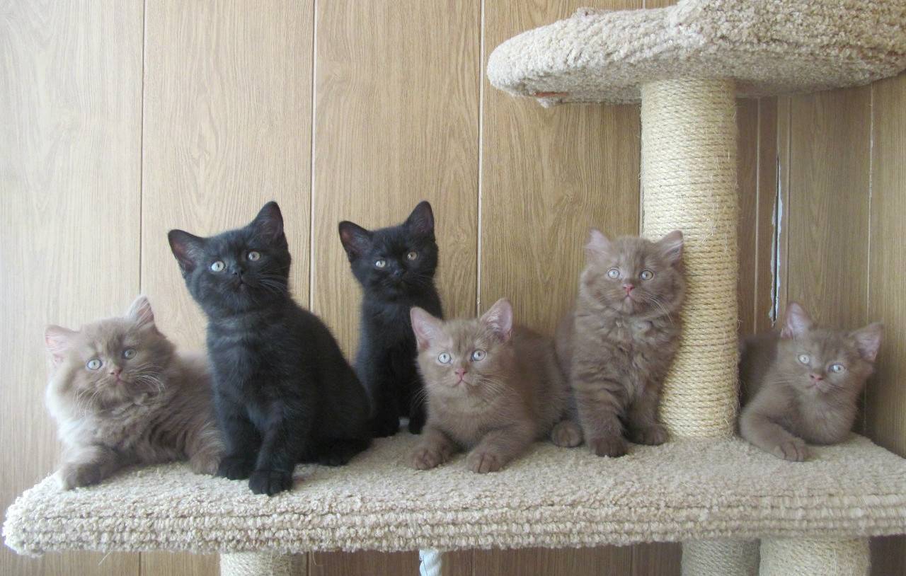Шотландский кот черного окраса (21 фото): особенности окраса, описание породы, особенности ухода за взрослыми котами и котятами