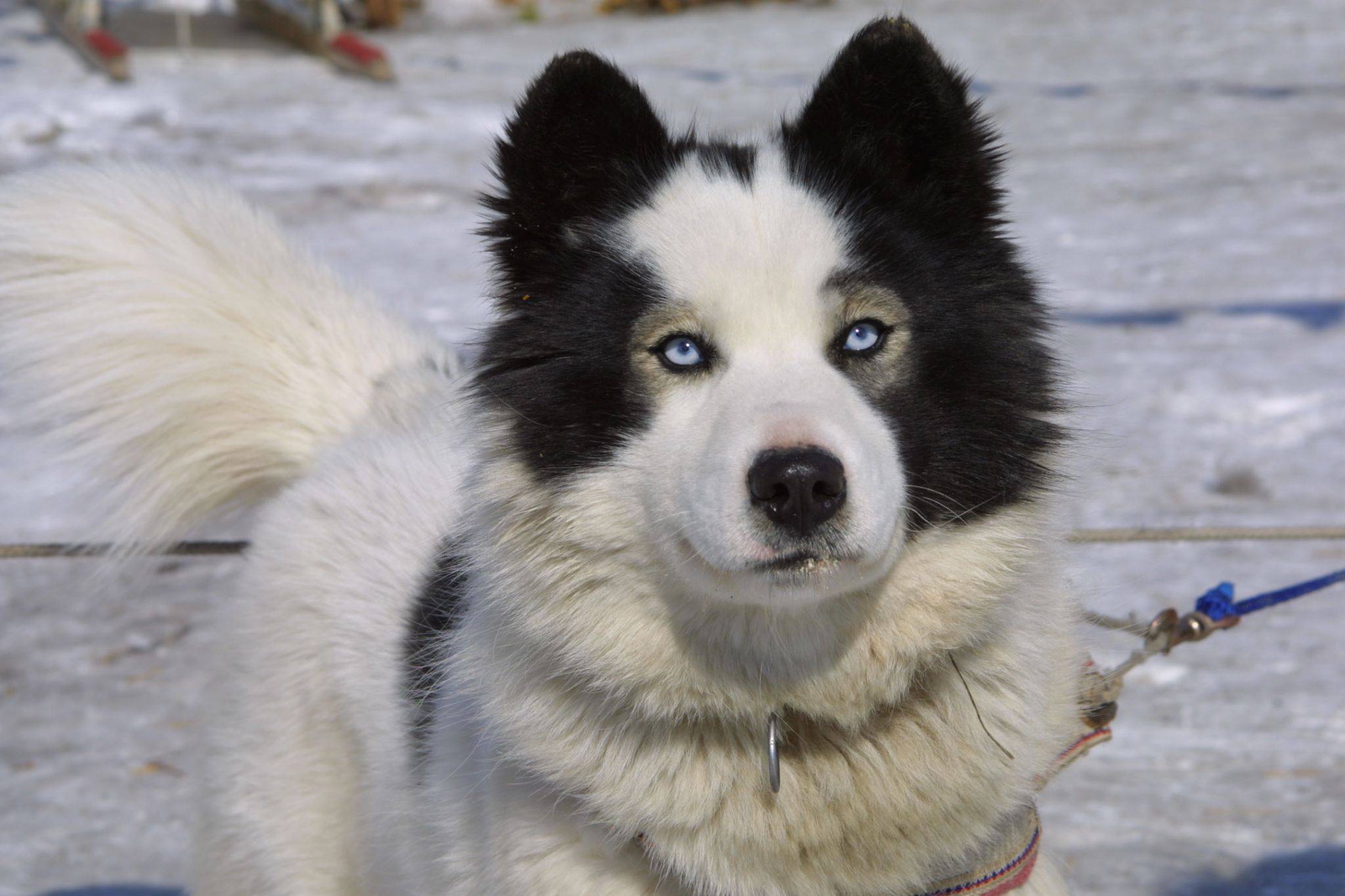 Характеристика собак породы якутская лайка с отзывами и фото