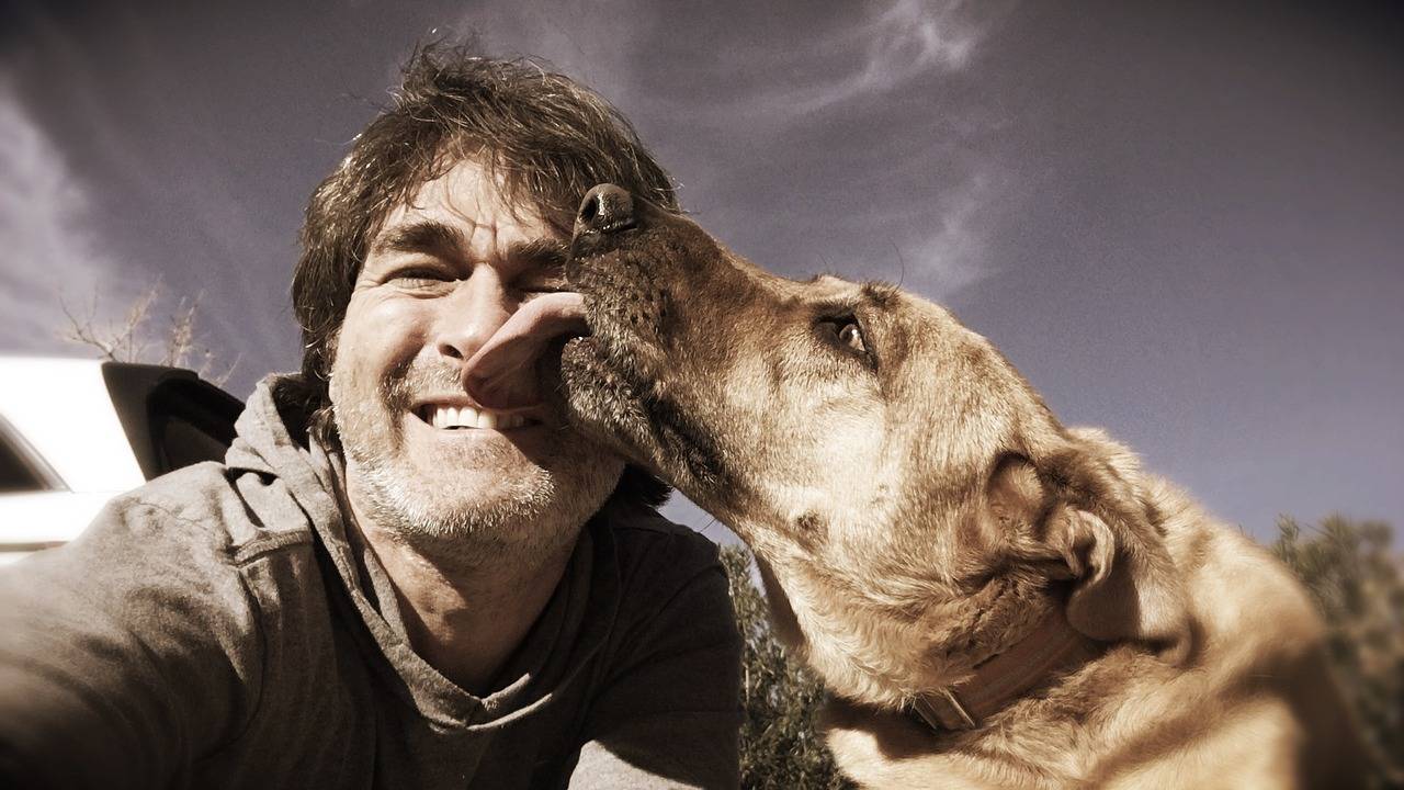 ᐉ 5 улыбающихся пород собак: могут ли собаки улыбаться - kcc-zoo.ru