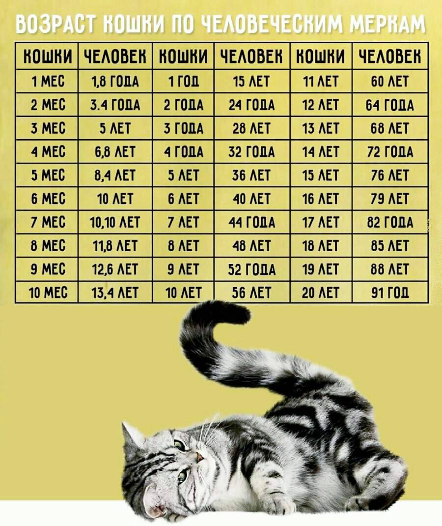 Как определить возраст кошки по сравнению с человеческим — 4 лапки