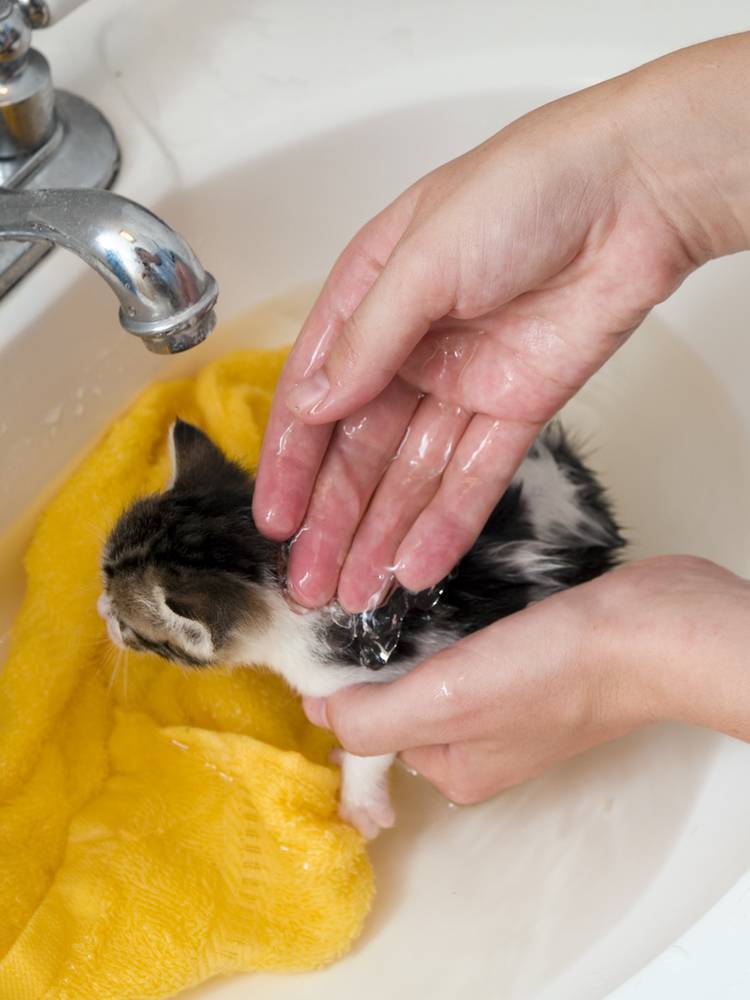 Как купать кота: необходимые принадлежности, пошаговая инструкция