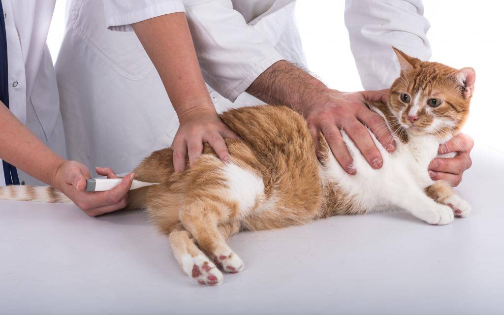 Измерение температуры кошкам: пошаговая инструкция по выполнению процедуры