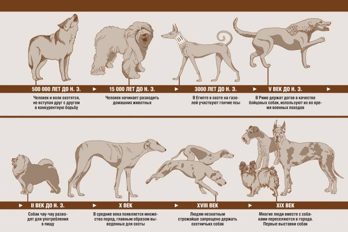 Откуда и как появились первые собаки