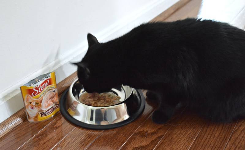 Кошачья полифагия — или почему ваша кошка постоянно хочет есть? — 4 лапки
