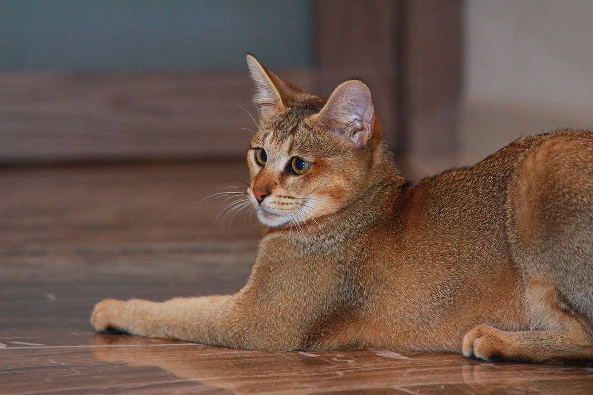 Камышовый кот - происхождение вида и среда обитания, характер и поведение, содержание в домашних условиях