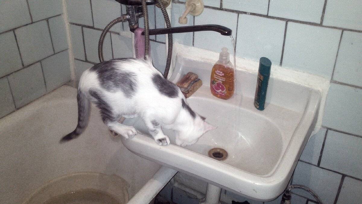 Стоит ли волноваться, если кошка не пьет воду?