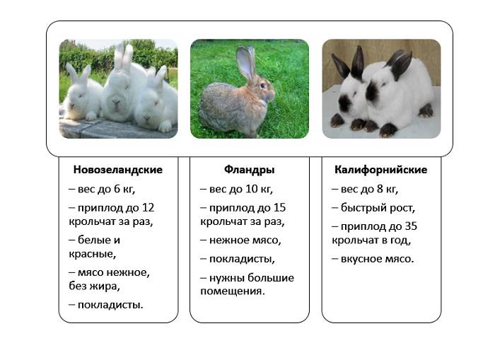 Породы кроликов (57 фото): какие виды разводят в разных областях страны? описание рыжих, лысых, пушистых и других кроликов