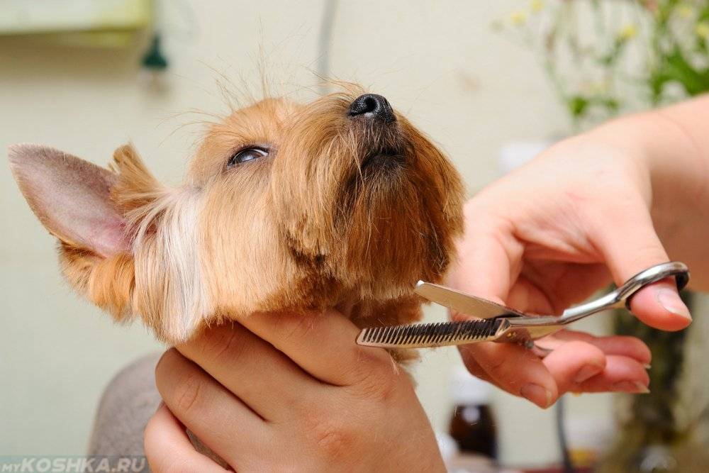 Можно ли собаки сбрить усы