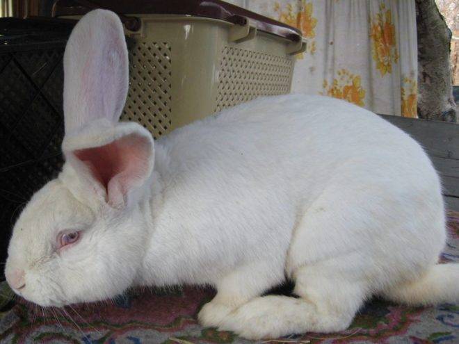 Белый великан порода кроликов - характеристики и советы по содержанию
