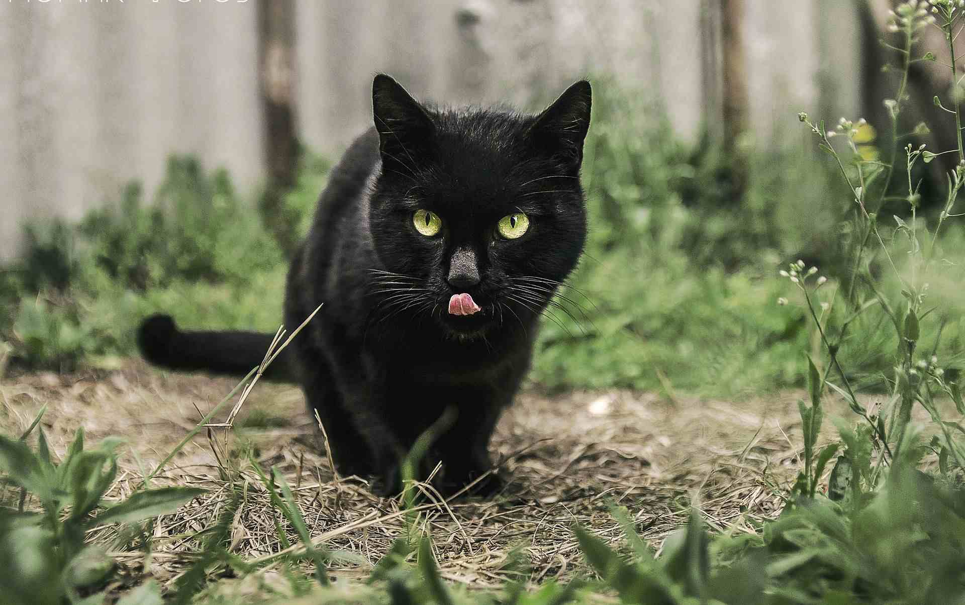 К чему приходит черная кошка в дом. кошка пришла в дом – что скажет примета