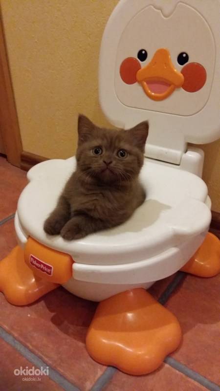 Как приучить котенка к туалету? – правильно к лотку и унитазу