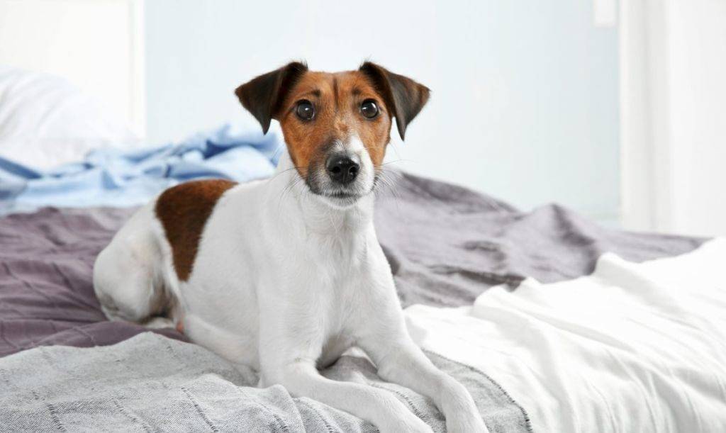 Собака ссыт на диван: что делать, как отучить собаку писать на кровать