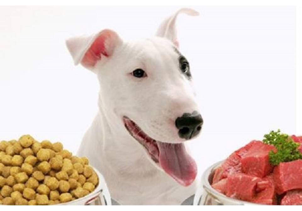 Когда лучше кормить собаку и щенка: до или после прогулки? кормление и выгул собак, основанные на разных принципах, советы хозяину