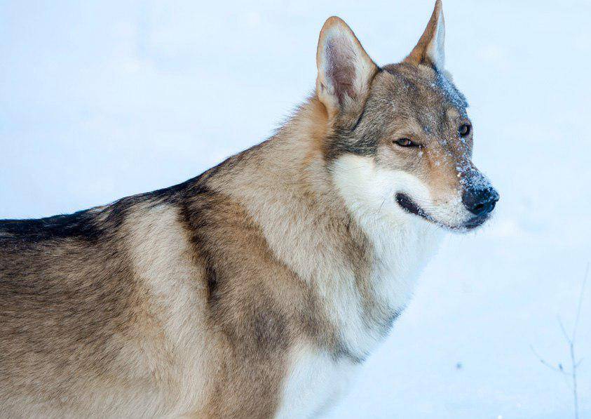 Чешский волчак. история породы. описание породы, уход, пороки ⋆ собакапедия