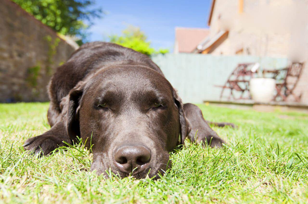 Как ведут себя собаки в жару: полезные советы как помочь питомцу в жаркую погоду